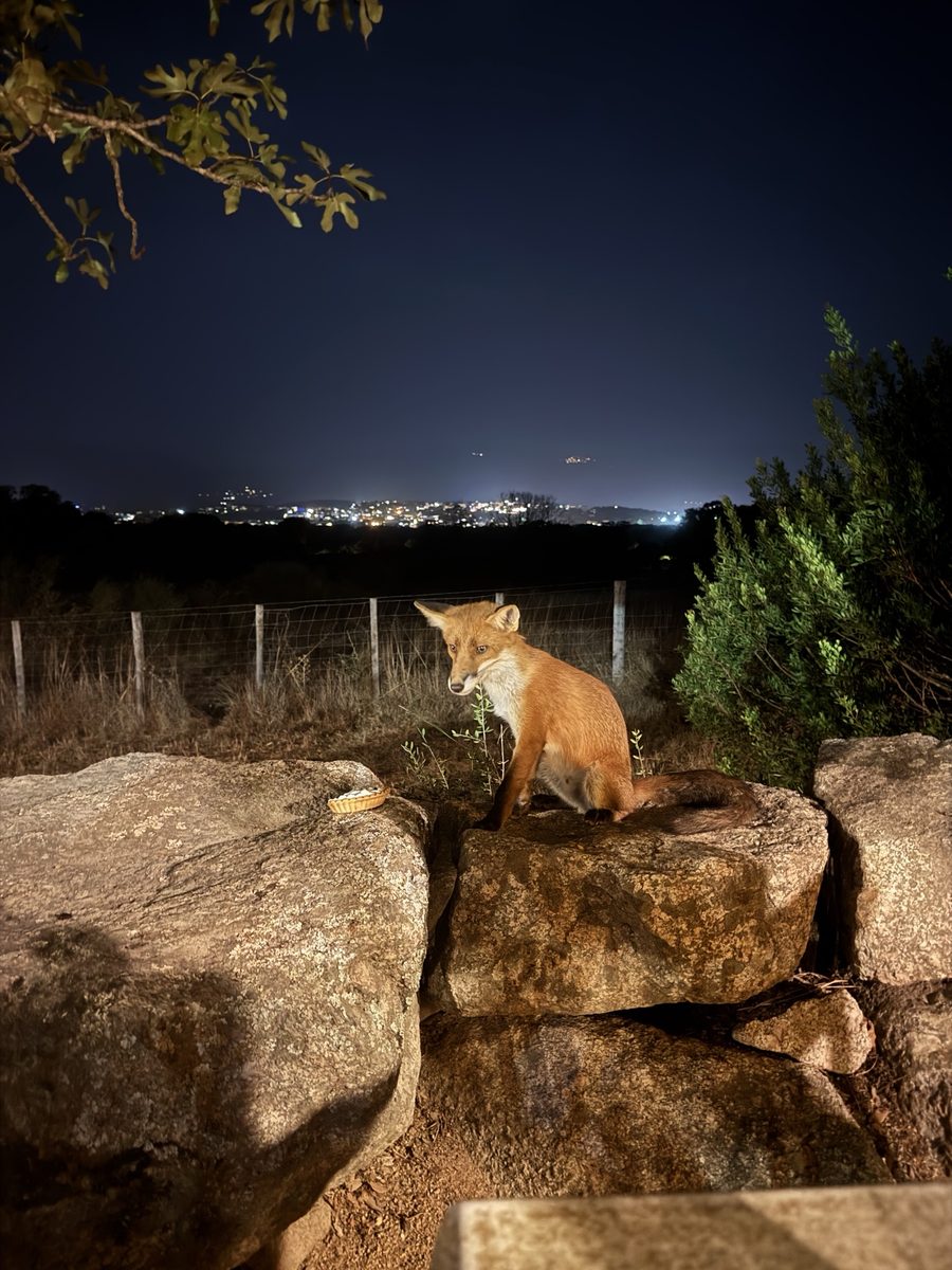 Un renard sur le muret de pierre, la nuit, avec les lumières de Porto-Vecchio au loin